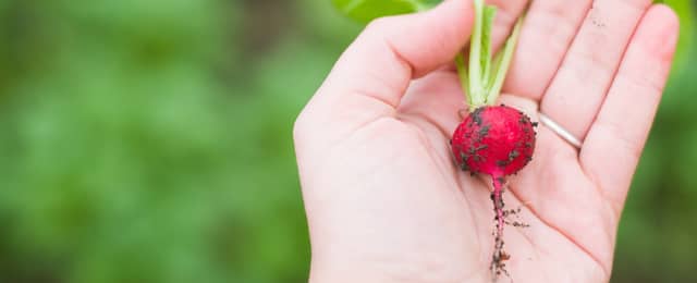 Radish freshly picked.