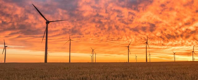 Wind farm in a field of corn.