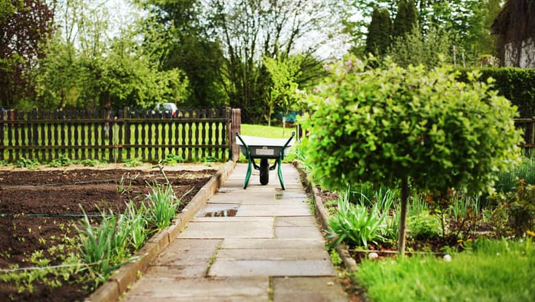 Allotment garden with a single wheelbarrow.