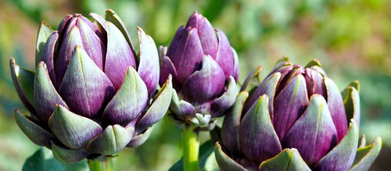 Artichokes growing.
