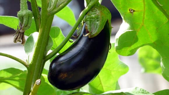 Aubergine on plant.