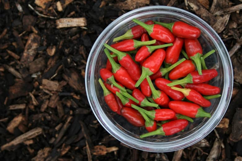 A bowl of Birds Eye Chillis.