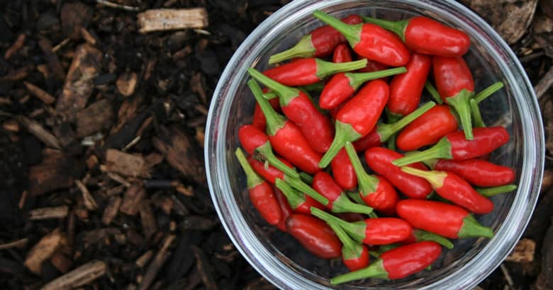 A bowl of Birds Eye Chillis.