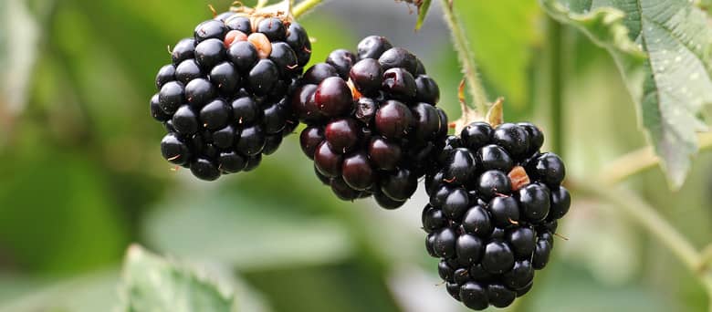 Wild blackberries.