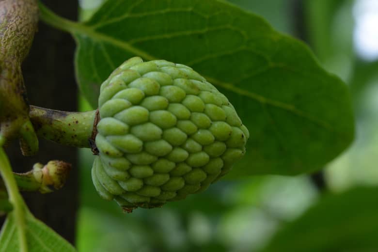 Cherimoya fruit still on the tree.