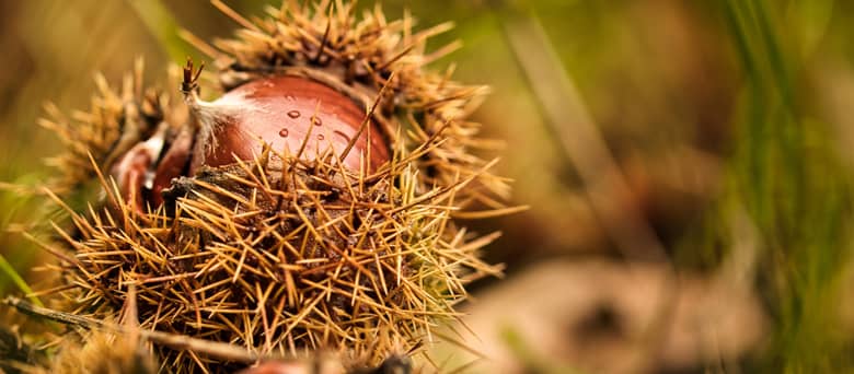 Chestnuts opening from their shell.