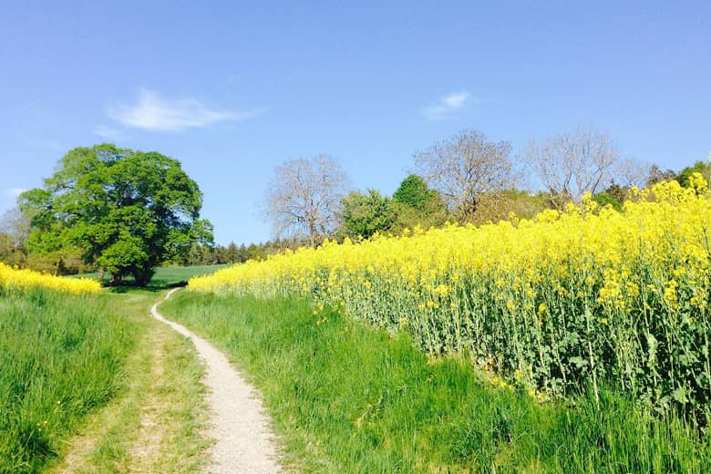 Field of Rape Seed growing in the sunshine.