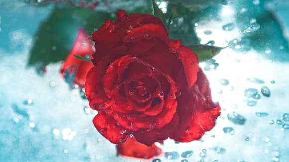 Submerged flower in water.