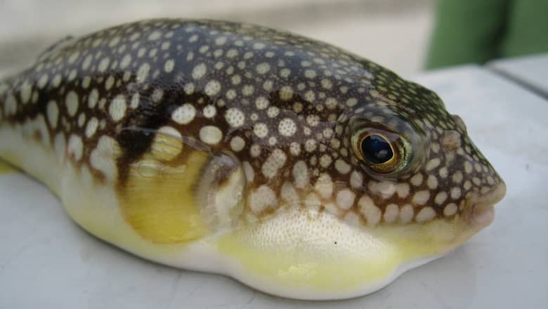 A Japanese fugu pufferfish.