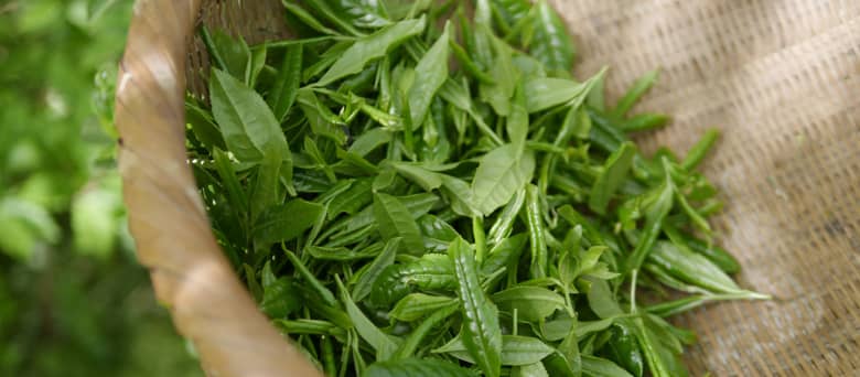 A basket of fresh green tea leaf.