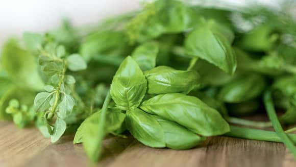 Fresh Basil Herb.