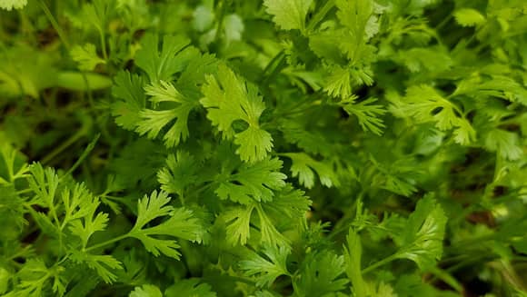 Fresh Coriander Herb.