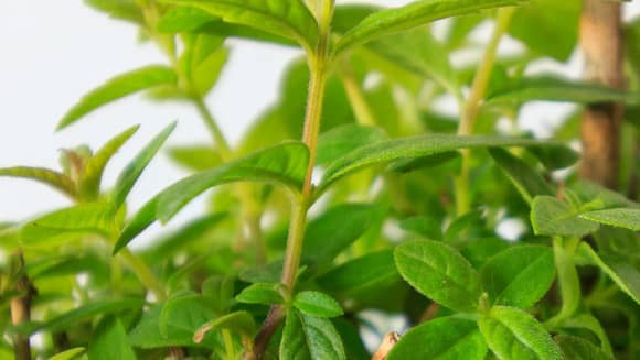 Lemon Verbena Herb.