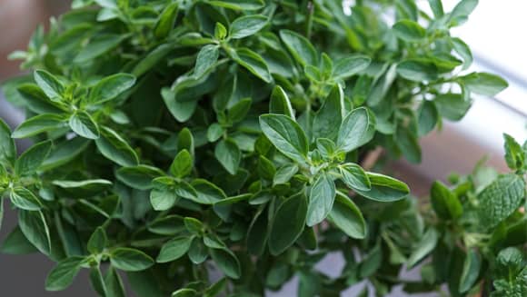 Fresh Oregano Herb.