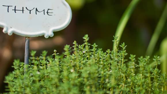 Thyme Herb.