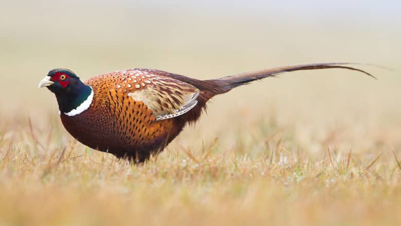 Wild Pheasant in a field.