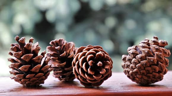 Four natural pine cones.