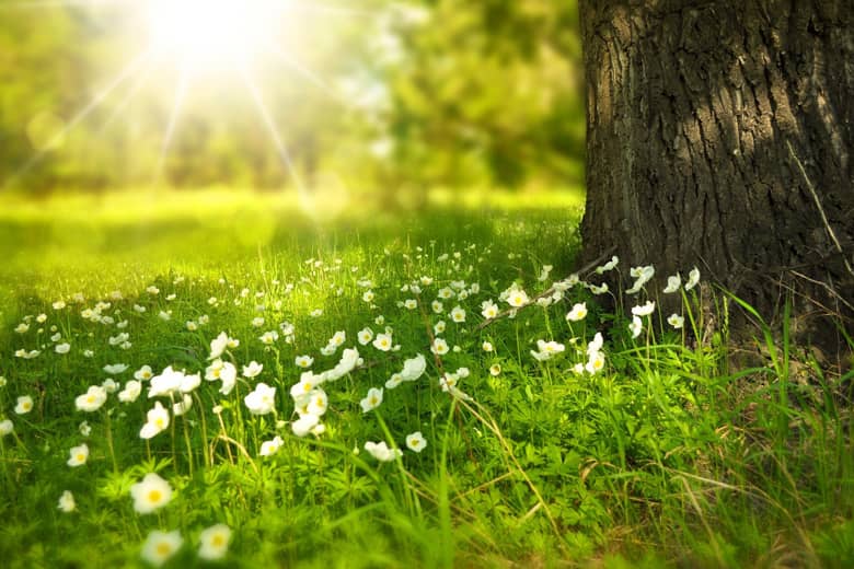 Summer meadow with flowers bathed in natural sunlight.