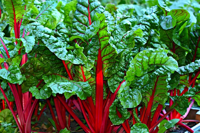 Swiss chard growing.