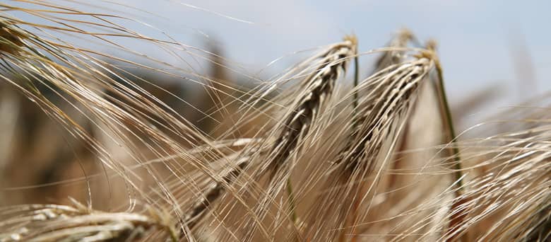 A field of wheat.