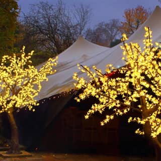 The stretch tent setup with illuminated trees.